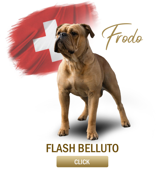 frodo.png