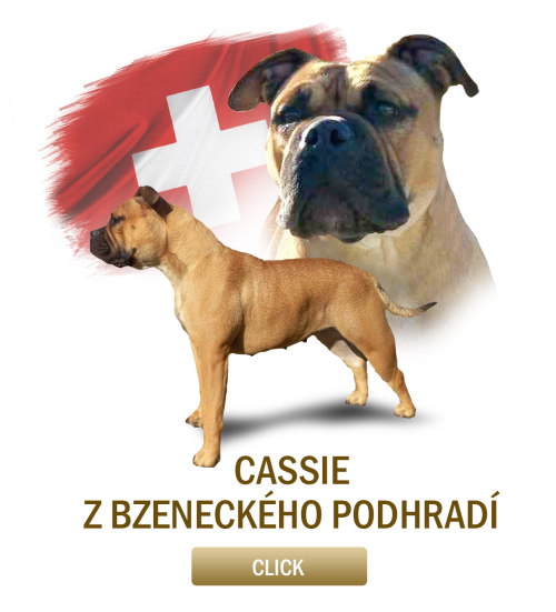 cassie.png